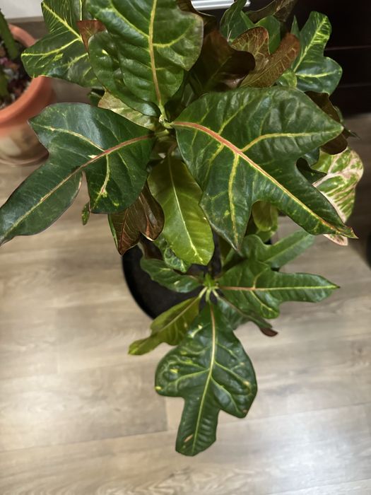 Продам дорослі Кротони