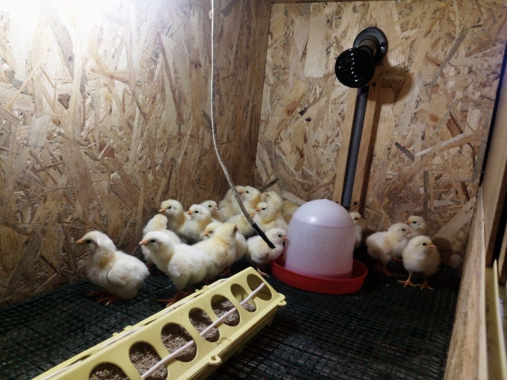 Инкубационные яйца курицы несушки породы Леггорн Стандарт