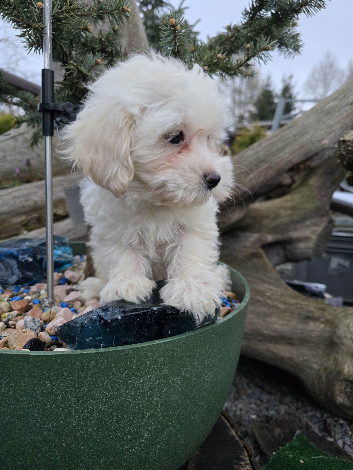 Maltipoo piesek 10 tyg