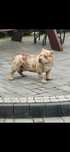 American bully piesek