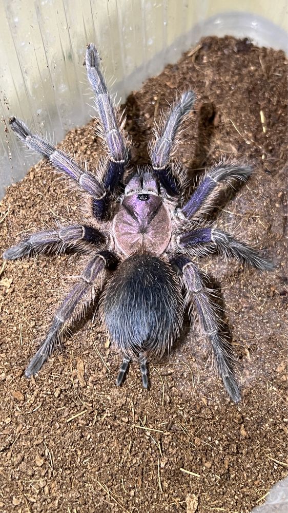 Phormictopus sp. Dominican purple samica