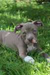 Amstaf Amstaff Amstaffy American Staffordshire Terrier