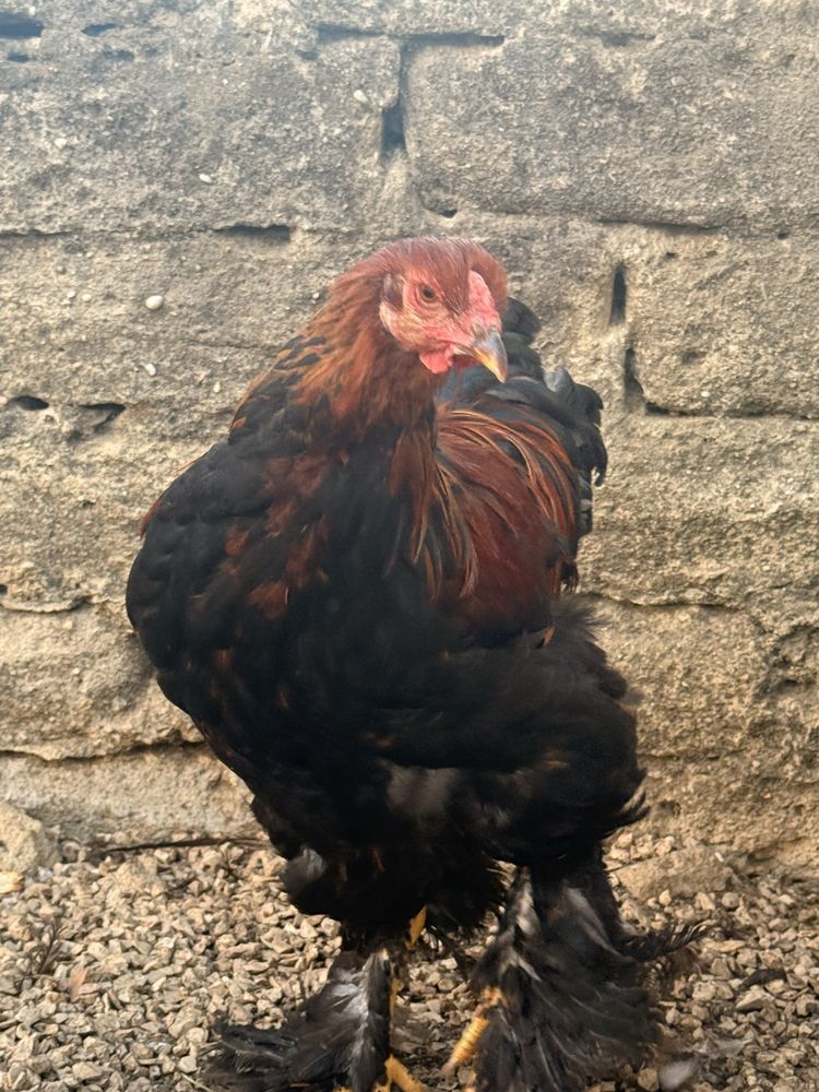 Machos brahma Perdiz