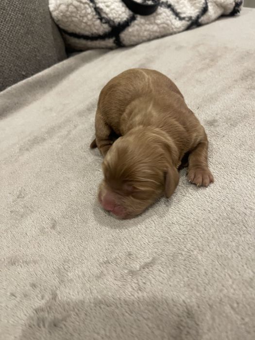 Cockapoo samiec F1 badania genetyczne