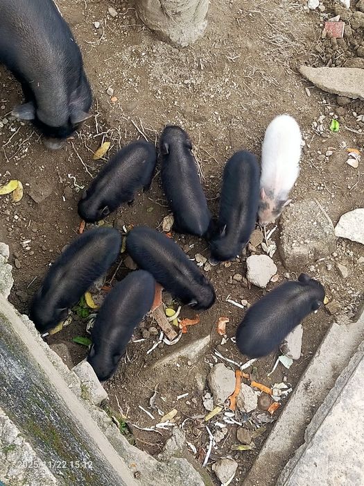 Porquinhos vietnamitas.