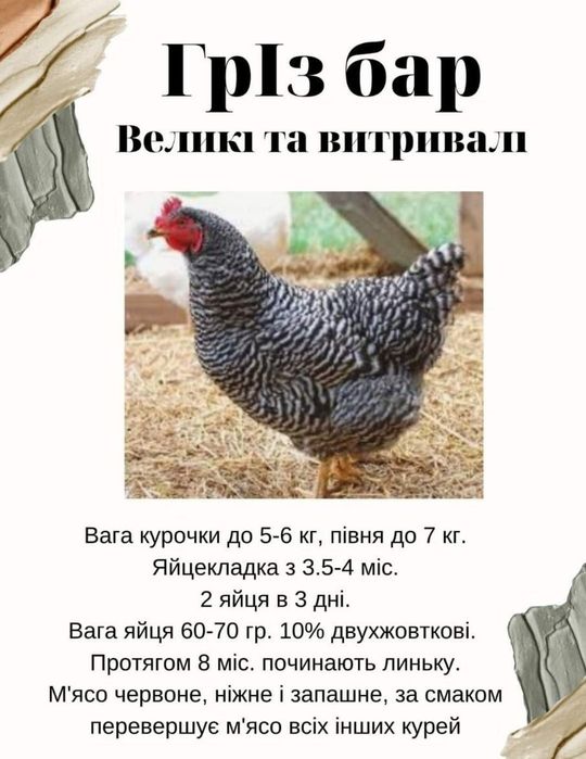 Інкубаційне яйце гріз бар оптом.