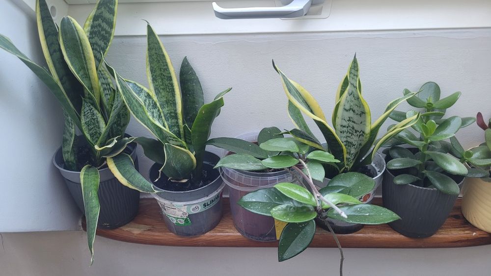 Trzykrotka I inne domowe