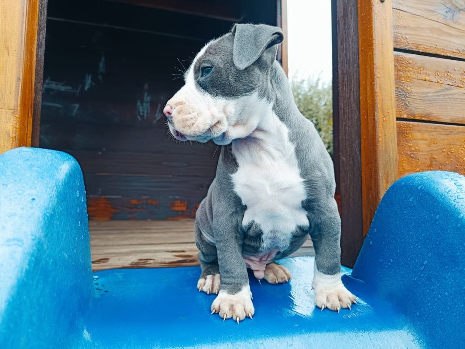 Amstaff Blu Chłopiec
