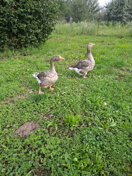 Gąsior i gęś Landes