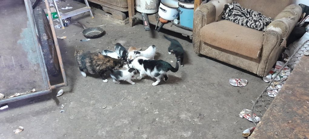Kotki , Koty , Kocięta