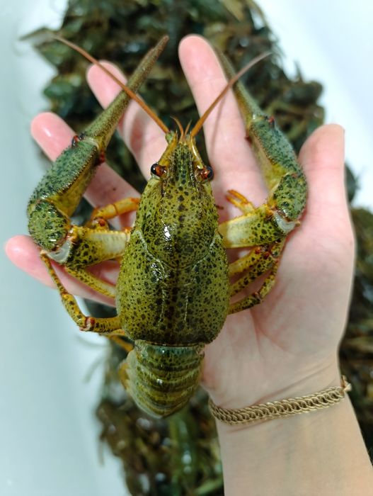 Живі раки в наявності