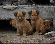 Собачки и котики голодают Помогите кормом кто может
