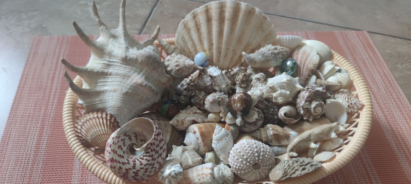 Ракушки морські (океанічні)
