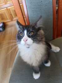 Maine Coon Piękny kociak kot