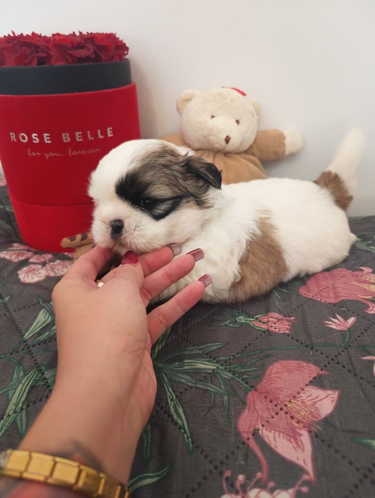 *GIZMO*Shihtzu z Brit Life*PL Rodowód Chip