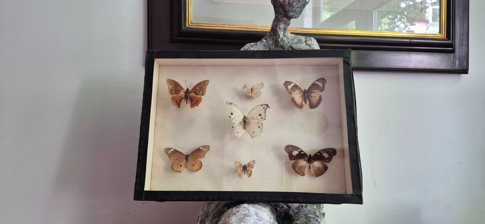 Kolekcjonerska gablota Brazylijskie motyle Antyk dekor lepidopterolog