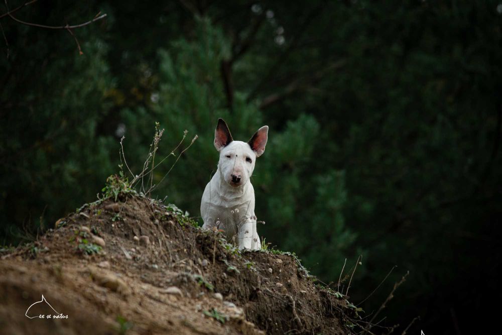 bulterier standard suczka