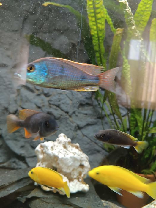 sprzedam młode pyszczaki Saulosi, Boley i Otopharyn Tetrastigma