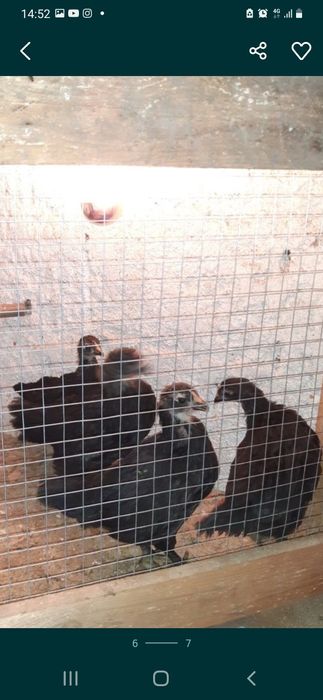 Pintos, e frangos (pitos) de raça Australorp Negra