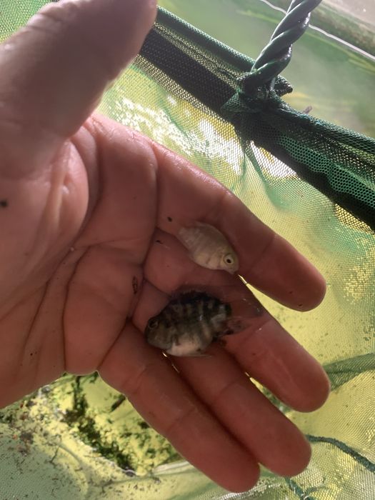 Ciclídeos americano Criação própria