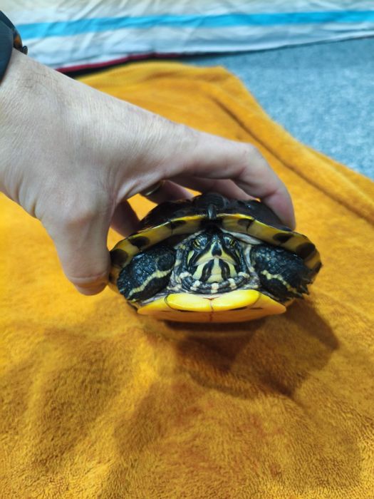 Żółwie wodno lądowe