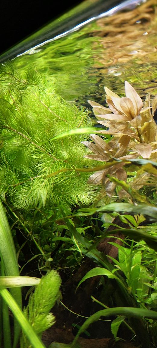Rogatek sztywny roślina akwariowa