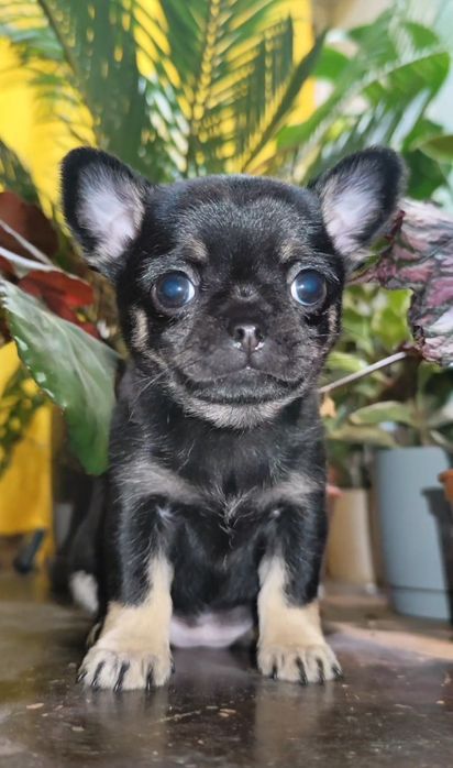 Чихуахуа девчишка