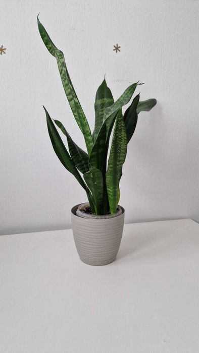 Sansevieria, 2 sadzonki