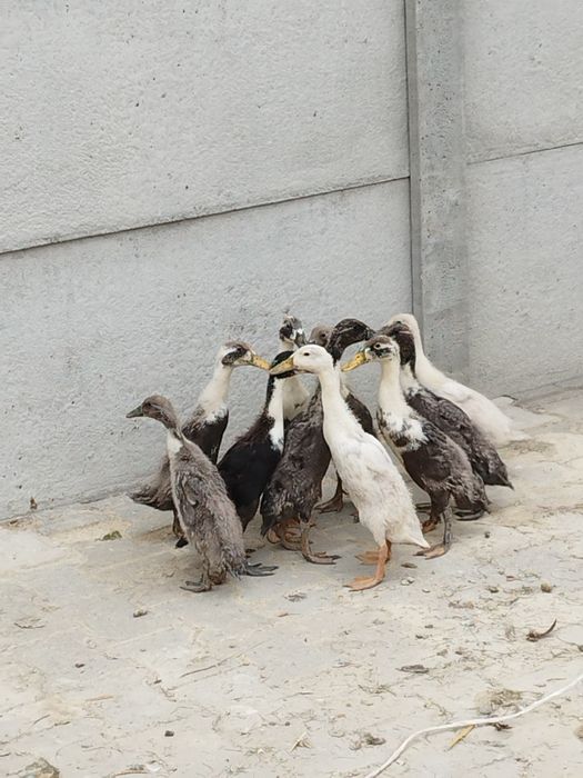 Kaczki kaczory biegusy kaczki na ślimaki