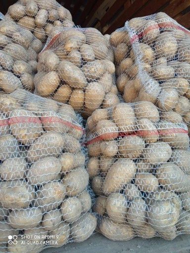 ZIEMNIAKI 15kg Catania Irga irys warzywa duże ładne białe bez nawozów