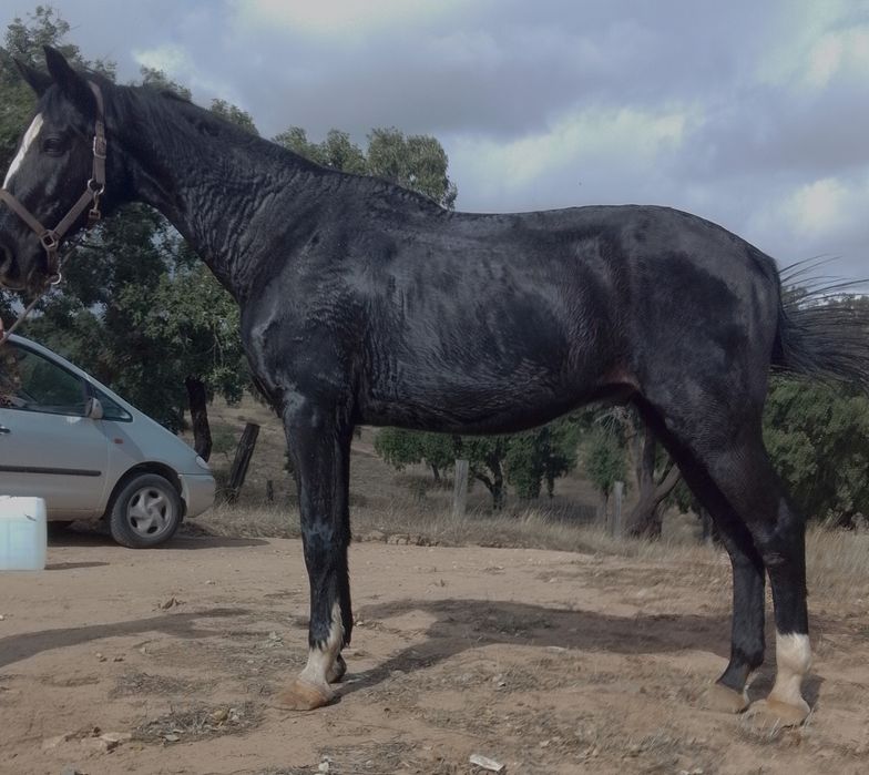 Para venda ou troca cavalo preto poldro castanho