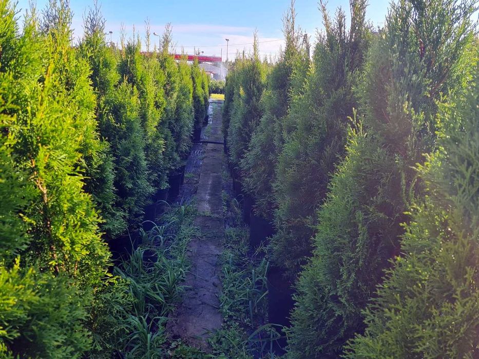 Tuja Szmaragd Szmaragdowa Tuje Szmaragdy 150CM Wys hodowane w doniczce