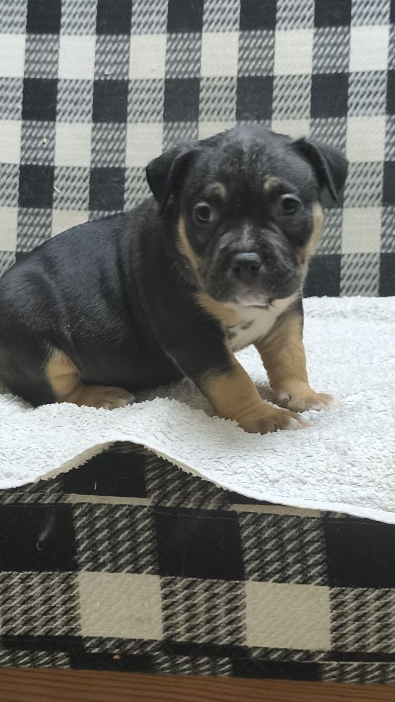 American Bully Pocket