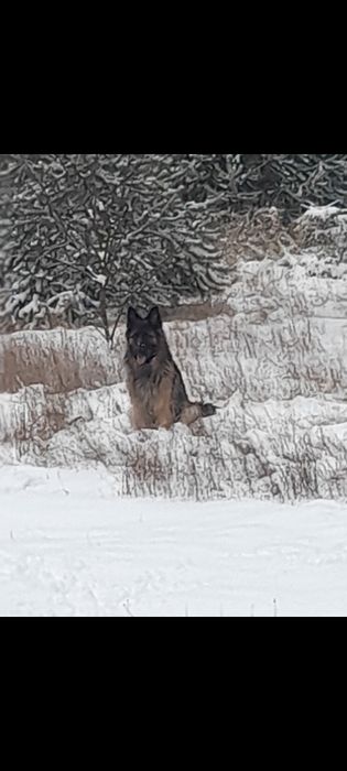 Owczarek Niemiecki Długowłosy szczenięta