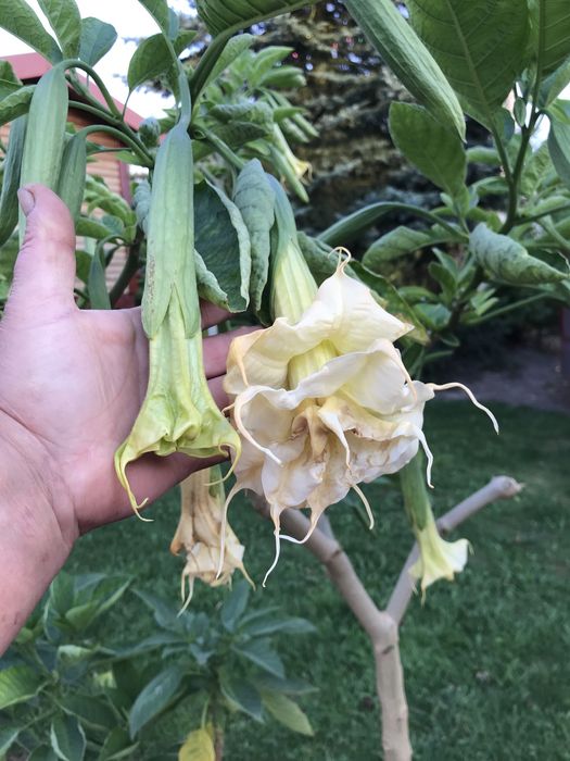 Datura zuni yelow i inne