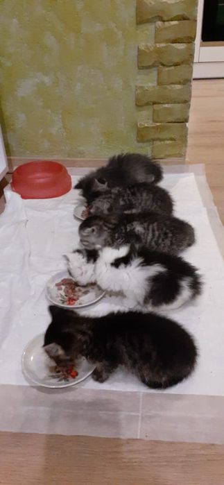 Віддам кошенят у добрі руки.