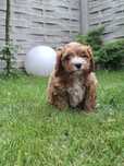 Cavapoo w wieku 8 tygodni