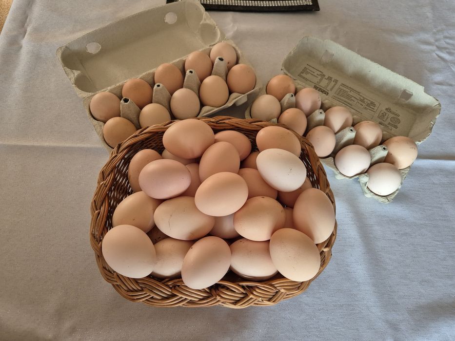 Jajka wiejskie z wolnego wybiegu z wysyłką