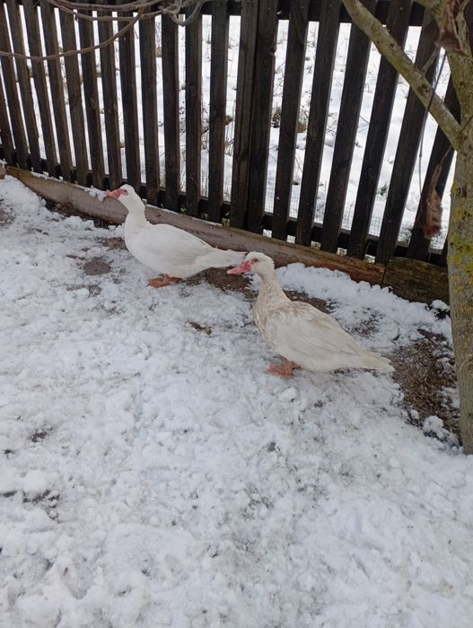 Качки важка лінія молодняк