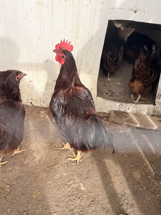 para o fim do ano  ovos galados rhode island red