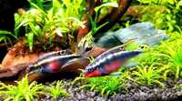 Barwniak Czerwonobrzuchy/Pelvicachromis pulcher/Barwniaki/pielegniczki