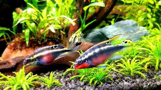 Barwniak Czerwonobrzuchy/Pelvicachromis pulcher/Barwniaki/pielegniczki