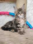 Maine Coon masywny kocurek gotowy do odbioru