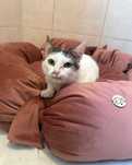 Pompon poleca się do adopcji