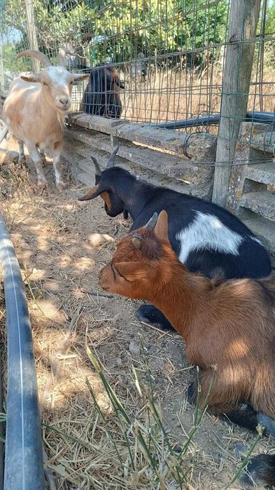 Cabras anãs domésticas