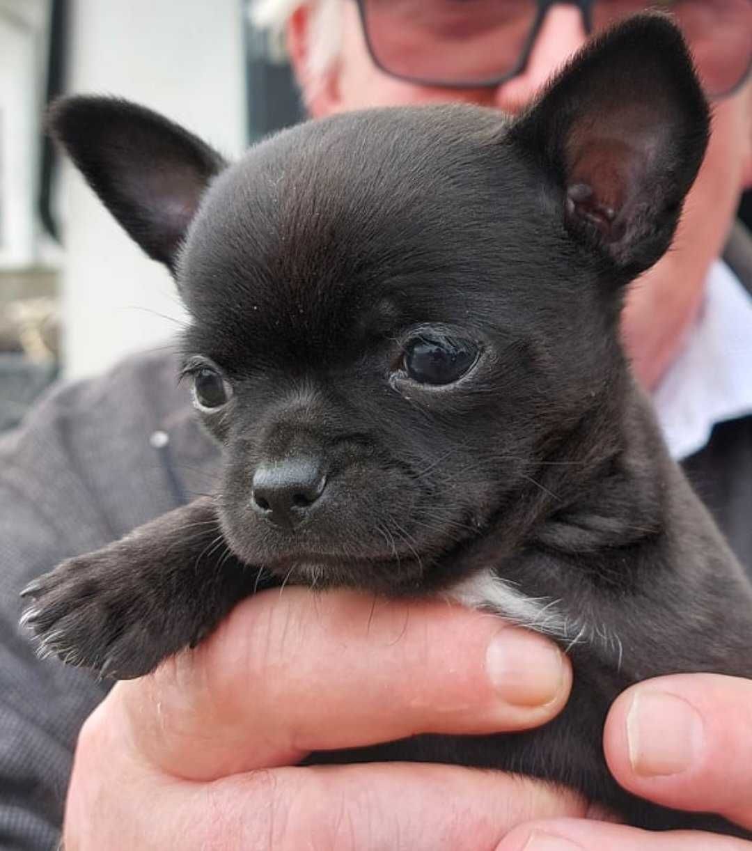 Piesek Chihuahua