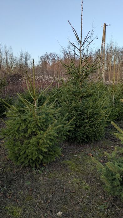 Choinki/ Świerk zwykły, srebrny, serbski.