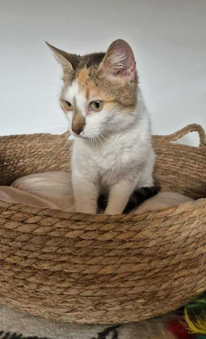 Mirinda - trikolorka do adopcji