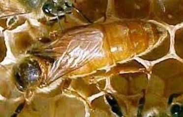 Бджоломатки ( Пчеломатки-матки) Лігустіка- італійська порода