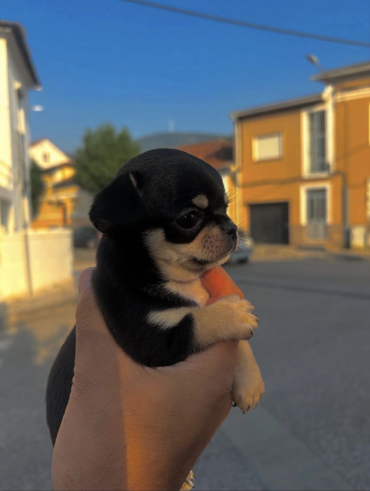 Chihuahua menina linda